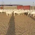 رخال جذعات صنف 63 راس