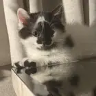 كيتن انثى للبيع