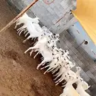 معزاء عفر العدد20 بالفحل المجارده