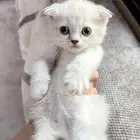 قطط سكوتش فولد