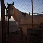 حصان
