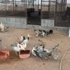 دجاج منوع فيومي وبلدي ومهجن