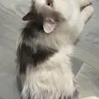 قطه للتبي