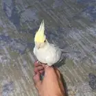 كروان