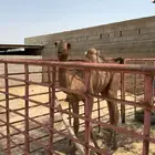 حاشي اصفر كفو طيب للبيع العمر 6-7 شهور