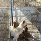 للبيع ذكران براهما