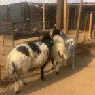 خرفان سواكن وتربيه اربعه شهور شحم وجبر ناهي