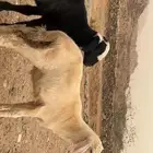 فران للبيع