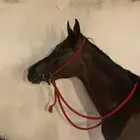 شعبي