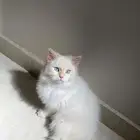 قط ذكر للتبني