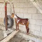 تيس اوشح مشروع فحل صنف