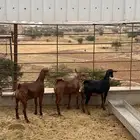 تيسين وعناق مغلقه شحم