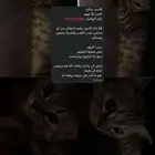 قط للتبني العاجل