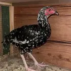 للبيع تجاجه سندي بيور