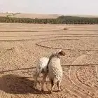 طلي ورخل ذبايح