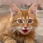 قط شيرازي السن صغير