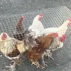 ديكه براهما كفو