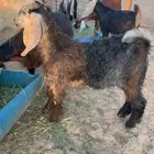 تيوس 2 اثنين