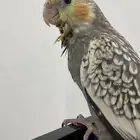 فرخ كروان العمر شهرين على وشك الفطام مع الحضانه الحد 300