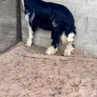 رخل نجدية صنف