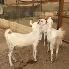 معزا 3 جفرات خصم بطن واحد