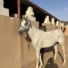 فرس شعبيه شيخه