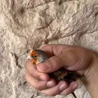 ذكر بندوق حجم جانبو وصحه ونظافهه