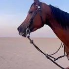 فرس واهو