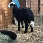 طلي نجدي