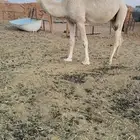 ضروبه شاف شبب ناقه طيبه وشرط من جميع العذاريب وبذمه