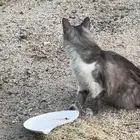 بسة ضايعه بالعسيلة