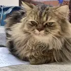 قط اليف للتبني