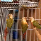 زوجين كنيور اناناس رد فاكتر للبيع او للبدل