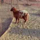 طليان نعيم سواكن برابر فل شحم (راجع التقيم)