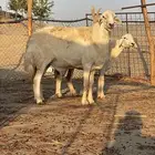 طلي فحل مشروط