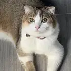 قط سكوتش للتزاوج بالطائف