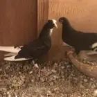 قطيفي قنادي