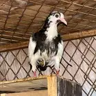 حمام