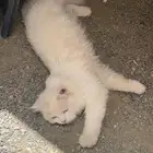 بسه أو قطوه منزليه للبيع