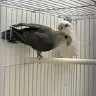 بغبغاء روز