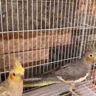طيور كراوان منتجات انثي