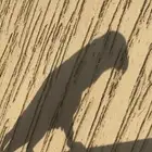 كاسكو ضايع