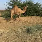 بعير ساحلي