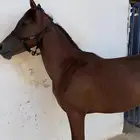 مهر شعبي