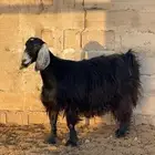 للبيع عنز عارضيه دافع سدس