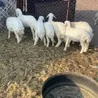 رخال مراح شرط