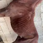 مهر شعبي