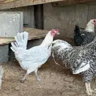 دجاج بياض وديوك