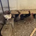 دجاج شرط كفو ديك صغير و5اناثي