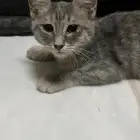 قط للتبني مجانا